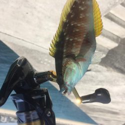 和歌浦エサ釣デイゲーム