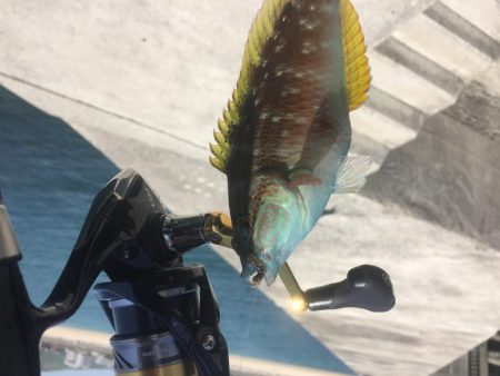 和歌浦エサ釣デイゲーム