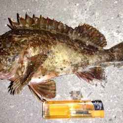 大型メバルを求めて