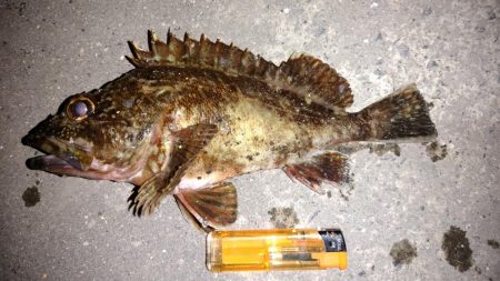 大型メバルを求めて