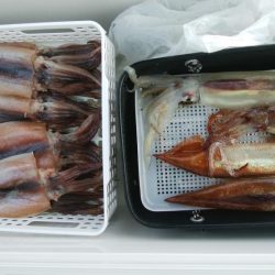 スルメイカ狙い　第二美丸