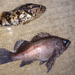 不定期開催サゴシ祭りに参加