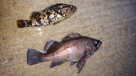 不定期開催サゴシ祭りに参加