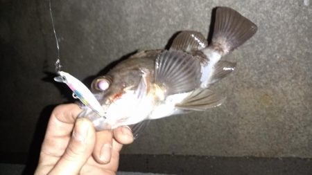 メバリングランガン