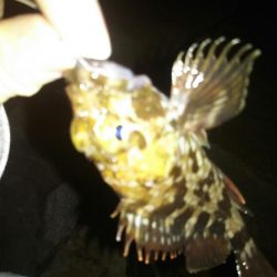 メバリングでクロソイ