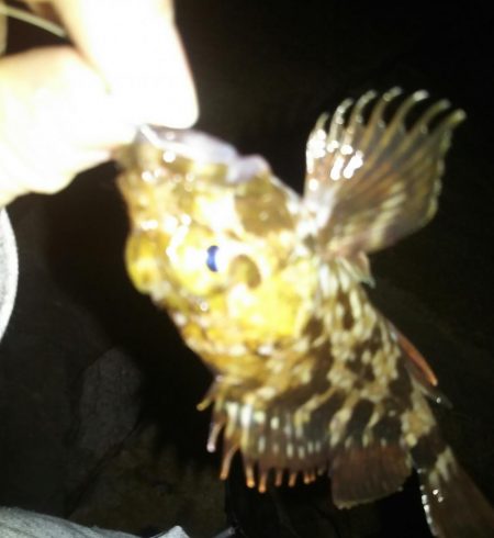 メバリングでクロソイ