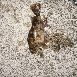 マゴチ開幕続報