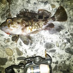 メバリングでシーバス