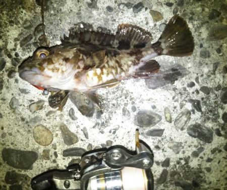 メバリングでシーバス