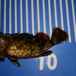 穴釣りとメバリング