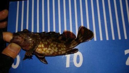 穴釣りとメバリング