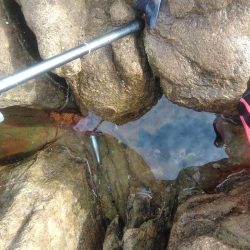 グレ・チヌ・各一匹