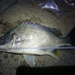 カモメ大橋(ヘチ釣りでついに今年初のキビレチヌ釣果)