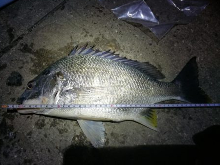 カモメ大橋（ヘチ釣りでついに今年初のキビレ…