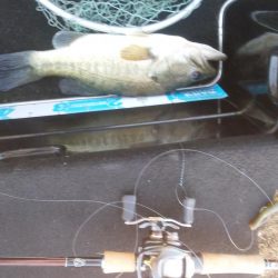 ＧＷ初日シヤーロー好調