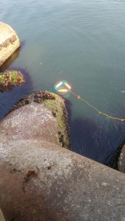 ひらめ釣れましたー