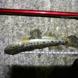 フェリーターミナル(ヘチ釣りで初の好釣果!小キビレ5匹他)