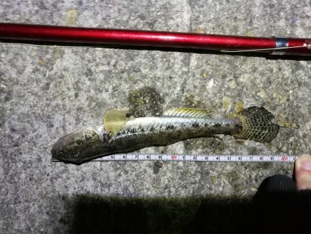 フェリーターミナル(ヘチ釣りで初の好釣果!小キビレ5匹他)