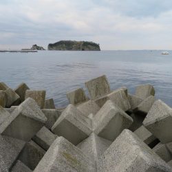 この時期のメバルはグッドサイズ！