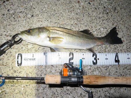 トラウトロッドでシーバスゲット！