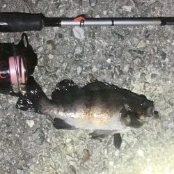 大潮爆風の淡路島でメバリング