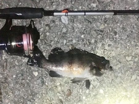 大潮爆風の淡路島でメバリング