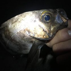 ２週間ぶりのメバリング