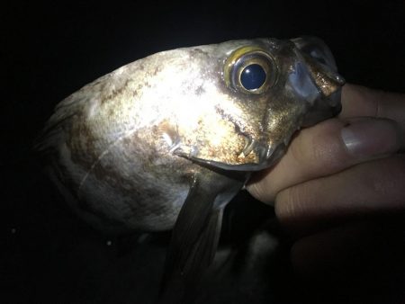 ２週間ぶりのメバリング