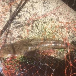 初マゴチやんけ！