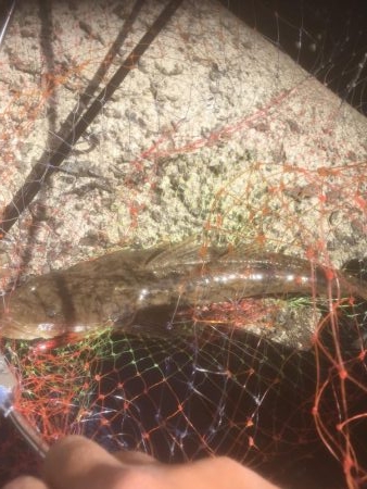 初マゴチやんけ！