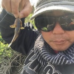 多摩川で沼チチブが沢山釣れました。