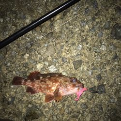 メバル・ガシラ