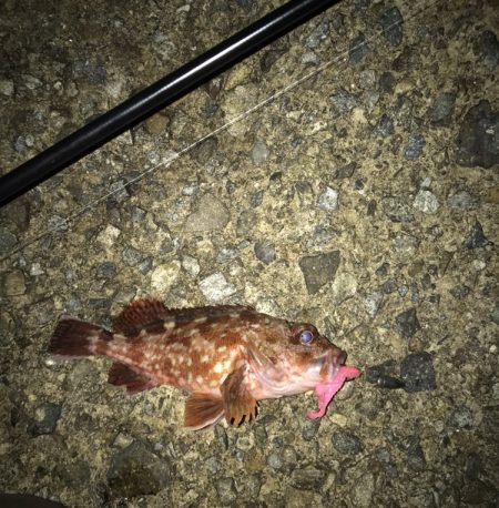 メバル・ガシラ