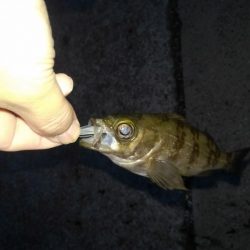 GWのメバリング