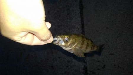 GWのメバリング