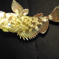 今日はガシラの日