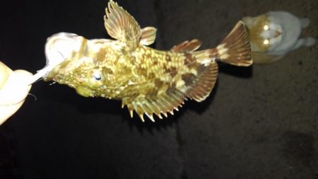 今日はガシラの日