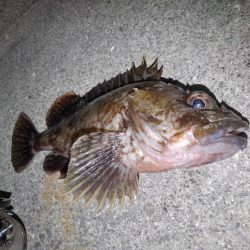 ロックフィッシュ