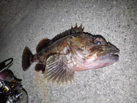 ロックフィッシュ