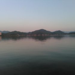 マゴチは裏切らない。