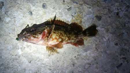 メバリングとチニング･･･？