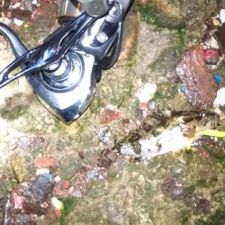 パイセン接待メバリング当日やのに！？