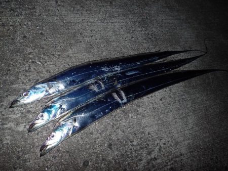 FLAP釣法でメーターちょい超え♪