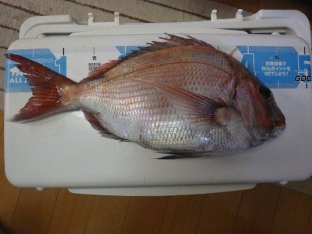 マイカヤック タイラバ