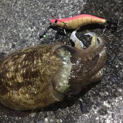 焼津港　連日コウイカ好調