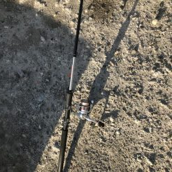 シーバスおるよ