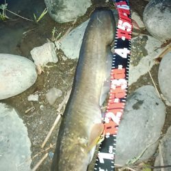 佐鳴湖 ナマズ出ました