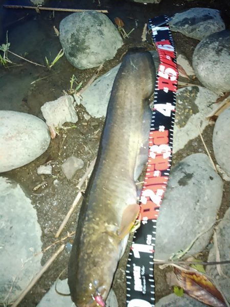 佐鳴湖 ナマズ出ました