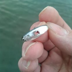 中ノ島シーバス調子いいです！