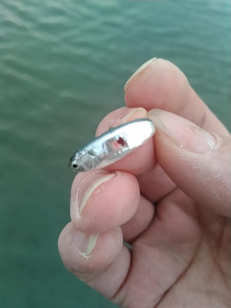 中ノ島シーバス調子いいです！